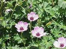 Geranium cinereum0.jpg