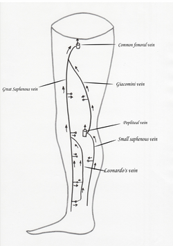 Giacomini vein1.png