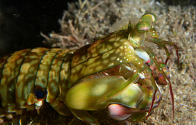 Squille à ocelles orange (Gonodactylus platysoma)