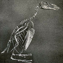 Squelette d'un Grand Pingouin, entier et debout, sur fond noir.