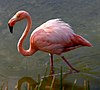 Большой фламинго галапагосские острова.JPG