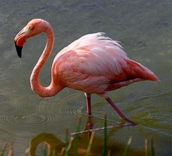 Красный фламинго на Галапагосских островах