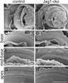 Arrangement of the hair cells on the cochlea. Left=healthy;Right=pattern defects