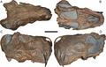 Crâne holotype de D.quinquemolaris, aujourd'hui considéré comme un synonyme de D. rubidgei.