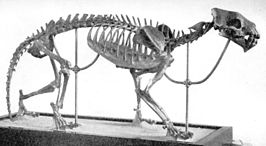 Hoplophoneus