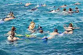 Snorkelling.