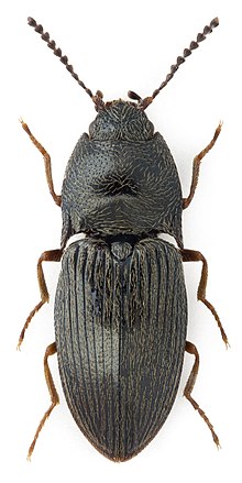 Hypnoidus riparius