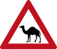 Traversée de chameaux