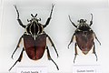 Goliathus goliatus