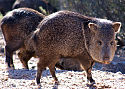 Javelina.jpg