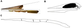 Челюсти Alanqa saharica (А) в сравнении с черепом Zhejiangopterus (B) и нижней челюстью Quetzalcoatlus (С)