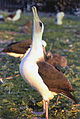 Laysan-albatrosz (Phoebastria immutabilis)