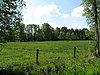 Weiden auf ehemaligen Moorflächen des Ohmoor bei Niendorf/Hamburg