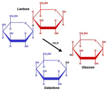A simplified representation of a lactose molecule being broken down into glucose and galactose.