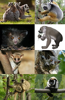 Lemur - Wikipedia