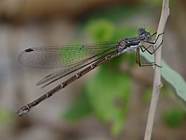 Lestes congener