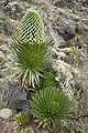 Lobelia deckenii