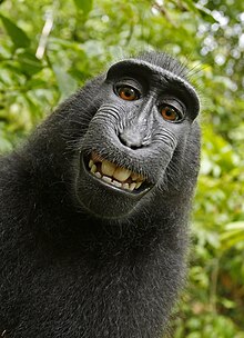 One of the monkey selfies at issue in the dispute Macaca nigra self-portrait large.jpg