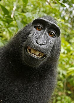 Swafoto yang diambil oleh seekor monyet Yaki betina di Sulawesi.