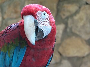 English: Macaw peering.