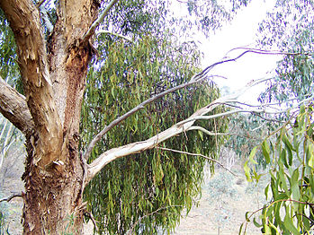 Drooping mistletoe bush (Amyema pendula) on a Eucalyptus tree