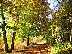 Delamere Forest School