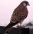 Nankeen falcon