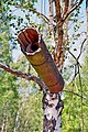 A birdbox made from a log.