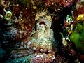 Octopus vulgaris (Poulpe, Cephalopoda)