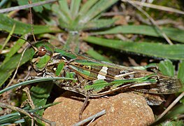 Oedaleus decorus ♀ (Lozère, France)