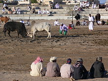 Spectators in Oman watch a fight between bulls. Oman bullfighting (2).jpg