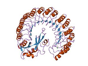 RNase Aとの複合体