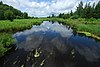 Page Creek Marsh.jpg