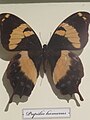 Otakárek Papilio homerus