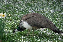 Pavo cristatus -Tierpark Hagenbeck, Hamburg, Germany -female-8a (1).jpg