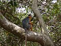 Westafrikanischer Stummelaffe Western Red Colobus