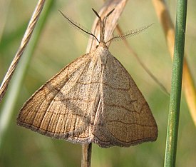 Polypogon tentacularia