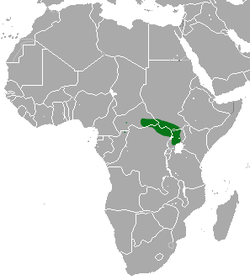 Distribución de la mangosta de Pousargues