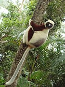 Brown and white lemur