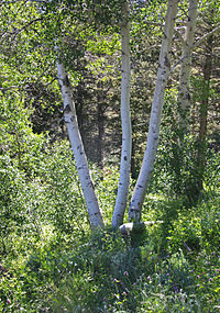 Třesoucí se osika Populus tremuloides trio.jpg