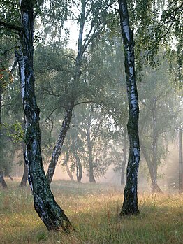 Детаљ из резервата природе Речи, Трансилванија, Румунија