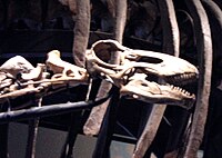cráneo de Rapetosaurus