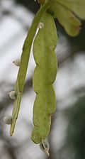 Rhipsalis micrantha forma rauhiorum