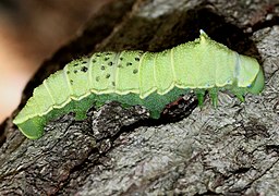 Final instar with a dotted back due to parasitoid wasps[9]