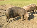 Schweine, Artgerechte Haltung