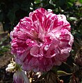 El cultivar 'Rockin' Robin' (1997), en el Inez Grant Parker Memorial Rose Garden, Balboa Park, San Diego, California.