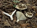 Russula chloroides.jpg