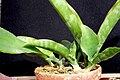 Sansevieria liberica