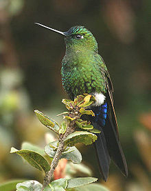 Colorful Puffleg