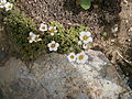 Saxifraga cebennensis 01.jpg